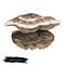 Laetiporus persicinus or white chicken mushroom closeup digital art illustration. Fungi have bicolor hat, white and brown.