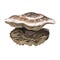 Laetiporus persicinus or white chicken mushroom closeup digital art illustration. Fungi have bicolor hat, white and brown.