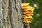 Laetiporus sulphureus