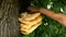 Laetiporus sulphureus cutting knife sulphur polypore hand shelf chicken crab woods species bracket fungus, parasite is