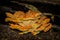 Laetiporus sulphureus edible mushroom. An edible mushroom closeup. Soft selective focus