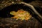 Laetiporus sulphureus edible mushroom. An edible mushroom closeup. Soft selective focus