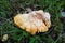 Laetiporus sulphureus mushroom common names are crab-of-the-woods, sulphur polypore, sulphur shelf, and chicken-of-the-woods, fung