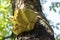 Laetiporus sulphureus mushroom on prunus wooden trunk on brown bark, cluster of beautiful yellow tasty mushrooms