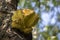 Laetiporus sulphureus mushroom on prunus wooden trunk on brown bark, cluster of beautiful yellow tasty mushrooms