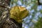 Laetiporus sulphureus mushroom on prunus wooden trunk on brown bark, cluster of beautiful yellow tasty mushrooms