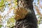 Laetiporus sulphureus mushroom on prunus wooden trunk on brown bark, cluster of beautiful yellow tasty mushrooms in sunlight