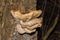 Laetiporus sulphureus. Old moldy mushroom already inedible. Closeup. Soft selective focus