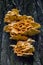 Laetiporus sulphureus is a species of bracket fungus that growing on trees. Crab-of-the-woods close up