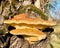 Laetiporus Sulphureus, Sulfur Polypore is type of mushroom that grows on trees.