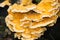 Laetiporus sulphureus, sulphur polypore orange shelf fungus on tree closeup selective focus