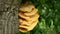 Laetiporus sulphureus sulphur polypore shelf chicken crab woods species bracket fungus, parasite is on the pear tree