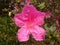 Lage park Pink Azalea Flower Rio de Janeiro Brazil