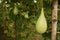 Lagenaria siceraria vegetable