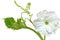 Lagenaria vulgaris Flower