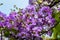 The Lagerstroemia blooming in garden