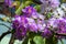 The Lagerstroemia blooming in garden