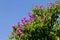 Lagerstroemia floribunda, Cananga flower