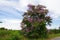 Lagerstroemia floribunda, Cananga flower