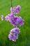 Lagerstroemia floribunda flower