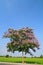 Lagerstroemia floribunda and flower