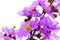 Lagerstroemia floribunda or Thai Crape Myrtle or Kedah Bungor