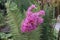 Lagerstroemia flower Indian Lilac with rain drops on in the garden.