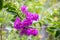 Lagerstroemia indica flower is a large bouquet of purple hanging from the tree. Lagerstroemia indica flower or Indian lilac flower