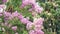 Lagerstroemia indica flower is a large bouquet of purple hanging from the tree. Lagerstroemia indica from spring with