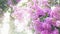 Lagerstroemia indica flower is a large bouquet of purple hanging from the tree. Lagerstroemia indica from spring with