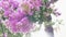 Lagerstroemia indica flower is a large bouquet of purple hanging from the tree. Lagerstroemia indica from spring with