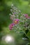 Lagerstroemia indica flowering shrub, bright pink and yellow flowers in bloom on tree branches