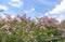 Lagerstroemia indica flowers bloom in the garden