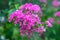 Lagerstroemia indica is multi-stemmed, deciduous tree is a popular nesting shrub for songbirds and wrens. Inflorescence of crape