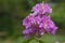 Lagerstroemia loudonii flower or Lagerstroemia floribunda. Beautiful blooming pink-purplish-white blooming flowers on the against