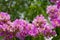 Lagerstroemia loudonii flower or Lagerstroemia floribunda. Beautiful blooming pink-purplish-white blooming flowers on the against