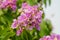 Lagerstroemia loudonii flower or Lagerstroemia floribunda. Beautiful blooming pink-purplish-white blooming flowers on the against