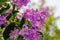 Lagerstroemia loudonii flower or Lagerstroemia floribunda. Beautiful blooming pink-purplish-white blooming flowers on the against