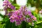 Lagerstroemia loudonii flower or Lagerstroemia floribunda. Beautiful blooming pink-purplish-white blooming flowers on the against