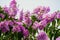 Lagerstroemia loudonii flower or Lagerstroemia floribunda. Beautiful blooming pink-purplish-white blooming flowers on the against