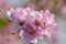 Lagerstroemia macrocarpa Wall Flower,Lythraceae