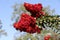 Lagerstroemia with red flowers