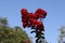 Lagerstroemia with red flowers