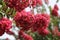 Lagerstroemia with red flowers