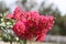 Lagerstroemia with red flowers