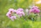 Lagerstroemia speciosa or Bang lang flower of Indian subcontinent