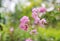 Lagerstroemia speciosa or Bang lang flower of Indian subcontinent