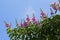 Lagerstroemia speciosa flowers in Vietnam