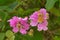 Lagerstroemia speciosa, Giant Crape-myrtle, Pink flower, Pune