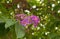 Lagerstroemia speciosa Pers purple flowers are blooming  on the tree.